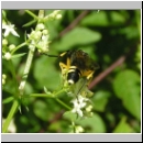 Macrophya montana - Blattwespe w03.jpg